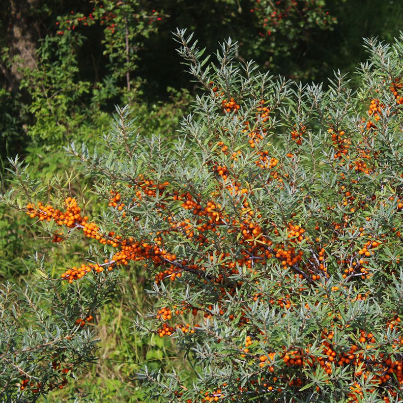 Hippophae rhamnoides Sirola (Hábito)