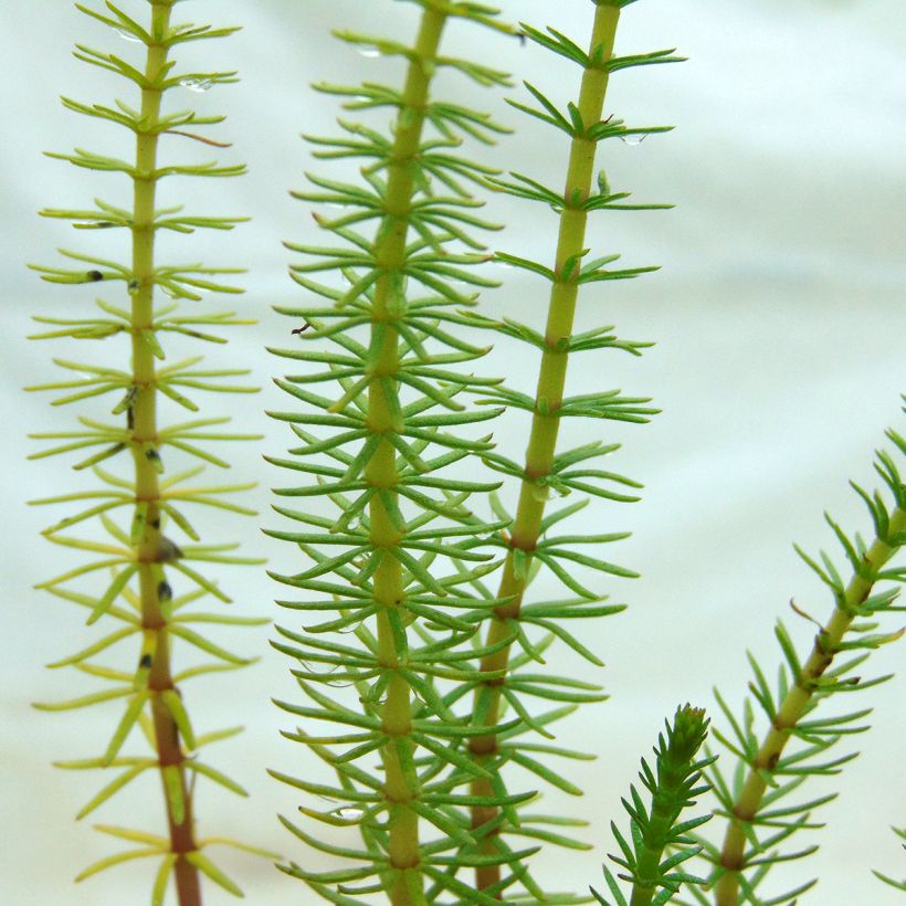 Hippuris vulgaris (Folhagem)