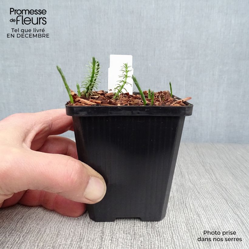 Amostra de Hippuris vulgaris - Pesse d'eau  Vaso de 8/9 cm tal como entregue no inverno