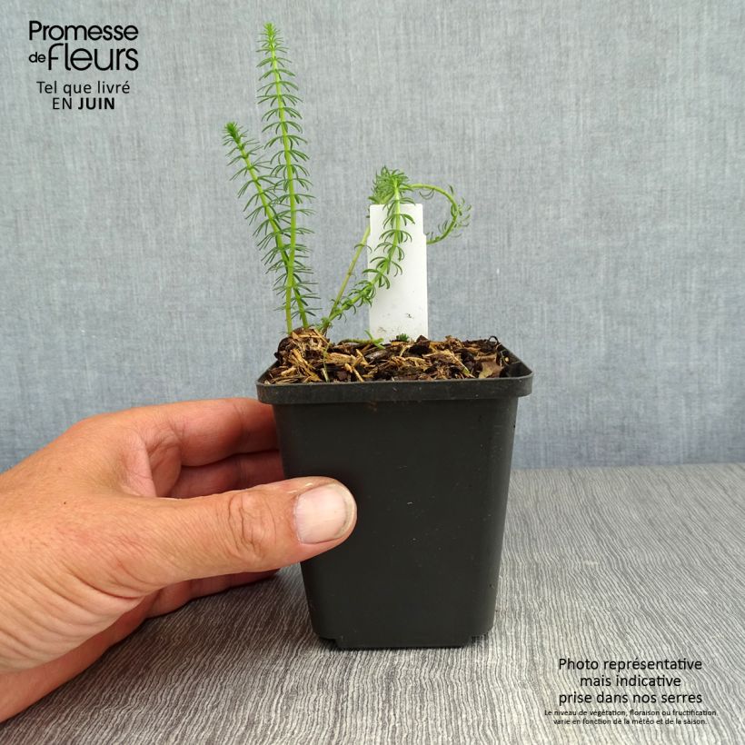 Amostra de Hippuris vulgaris Vaso de 8/9 cm tal como entregue no verão