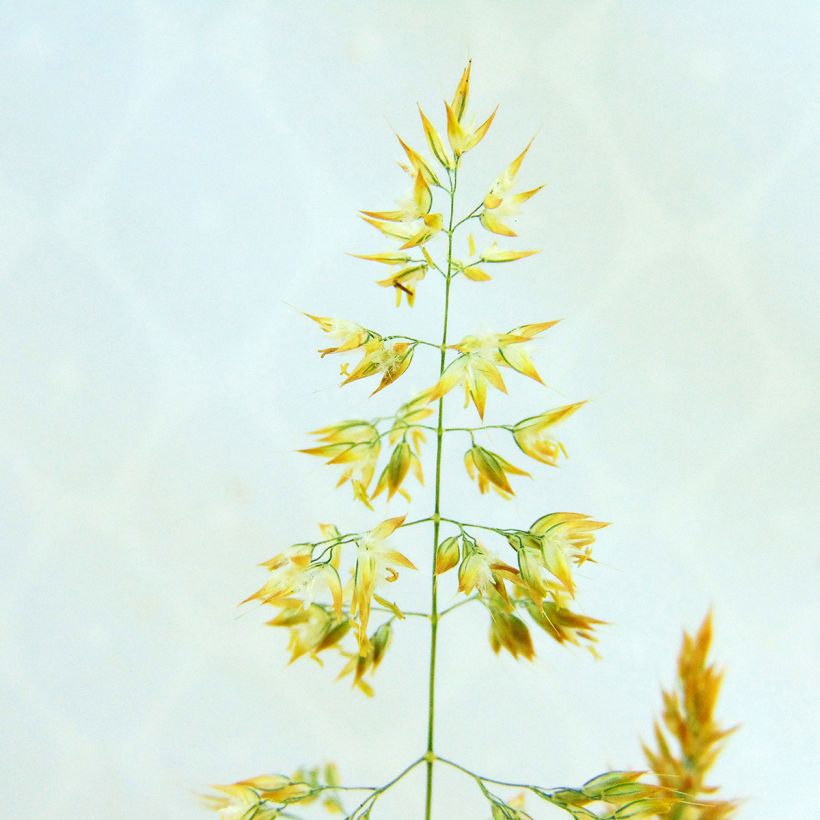 Holcus mollis Albovariegatus (Floração)