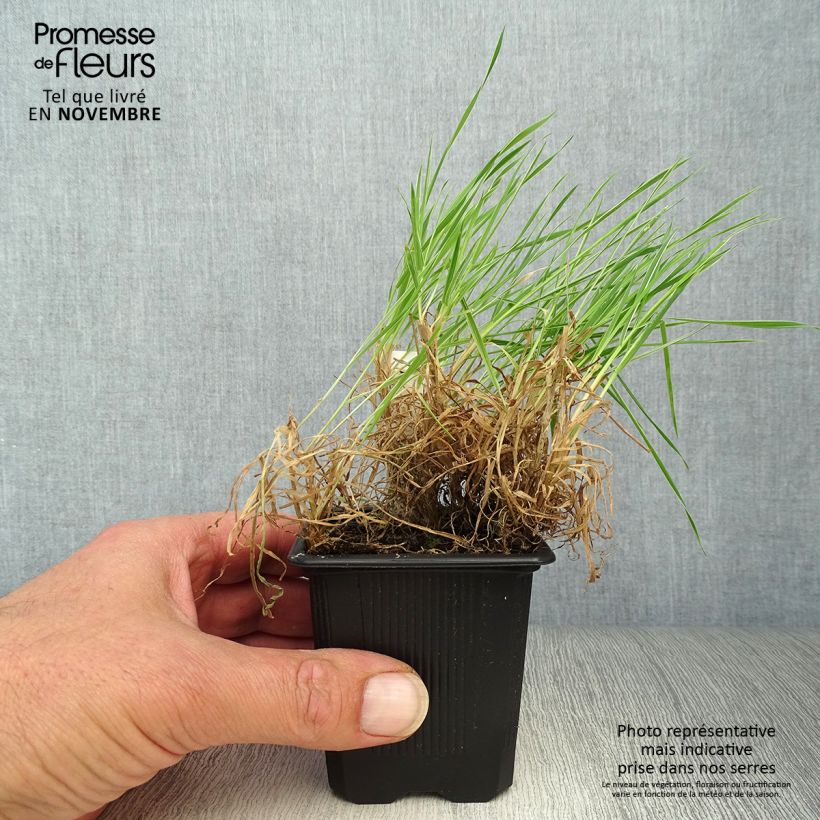 Amostra de Holcus mollis Albovariegatus Vaso de 8/9 cm tal como entregue no outono