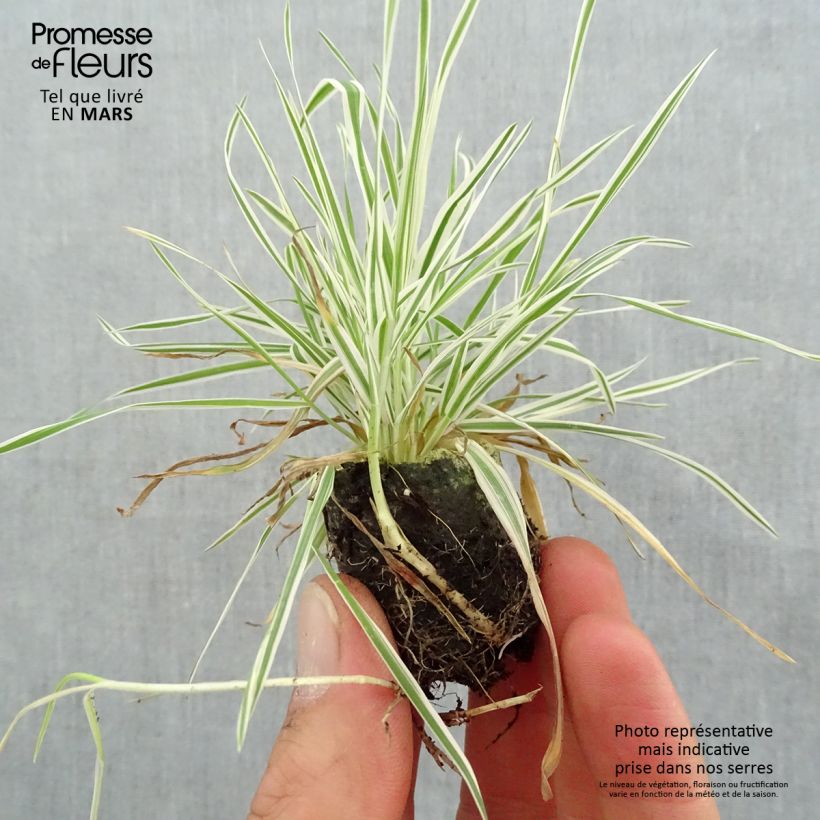 Amostra de Holcus mollis Albovariegatus Mini-torrão Ø 3/4 cm tal como entregue na primavera