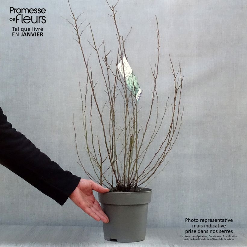 Amostra de Holodiscus discolor - Holodisque discolore Vaso de 4 L/5 L tal como entregue no inverno