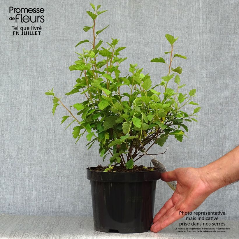 Amostra de Holodiscus discolor Vaso de 4 L/5 L tal como entregue no verão