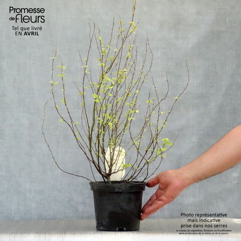 Amostra de Holodiscus discolor Vaso de 4 L/5 L tal como entregue na primavera