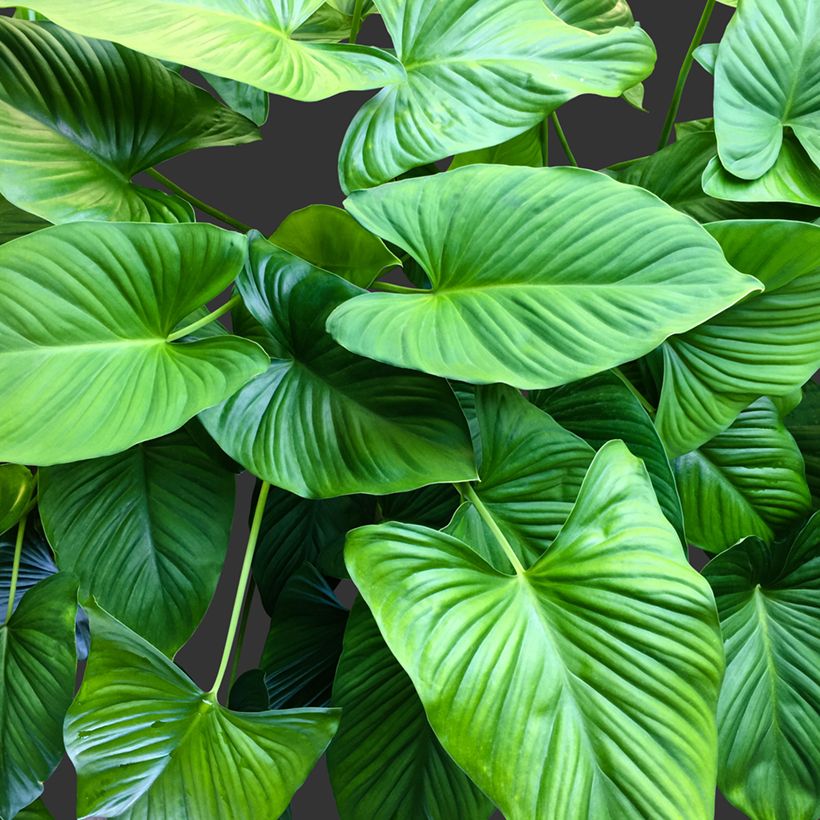 Homalomena wallisii Emerald Gem (Folhagem)