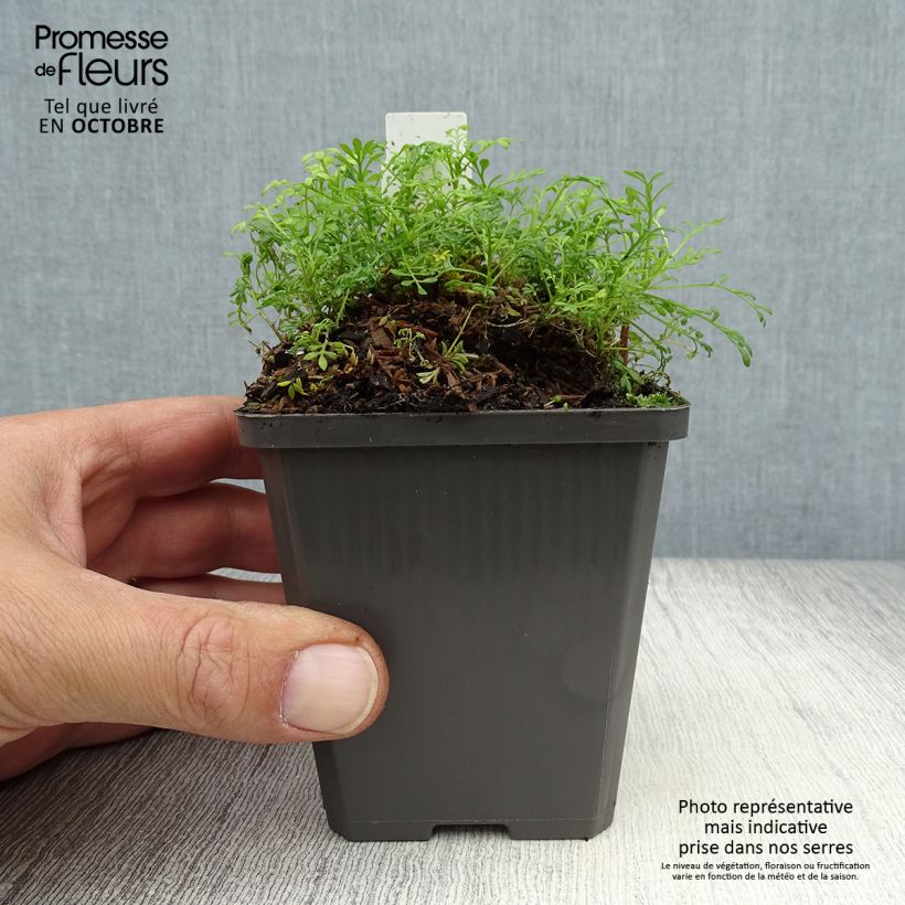 Amostra de Hornungia alpina Vaso de 8/9 cm tal como entregue no outono