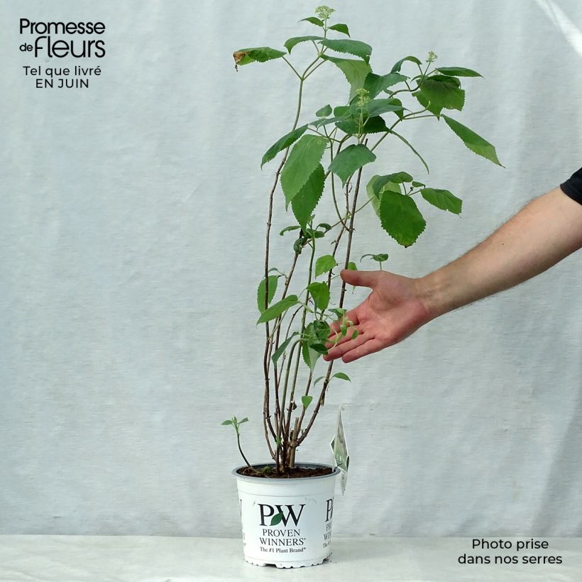 Amostra de Hortênsia arborescens Lime Rickey Vaso de 2 L/3 L tal como entregue no verão