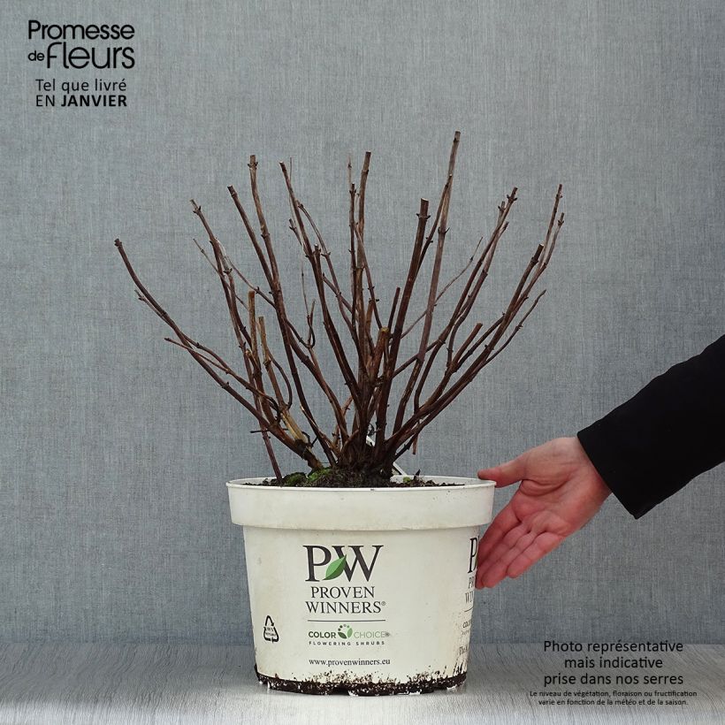 Amostra de Hortensia arborescens Lime Rickey Vaso de 7,5 L/10 L tal como entregue no inverno