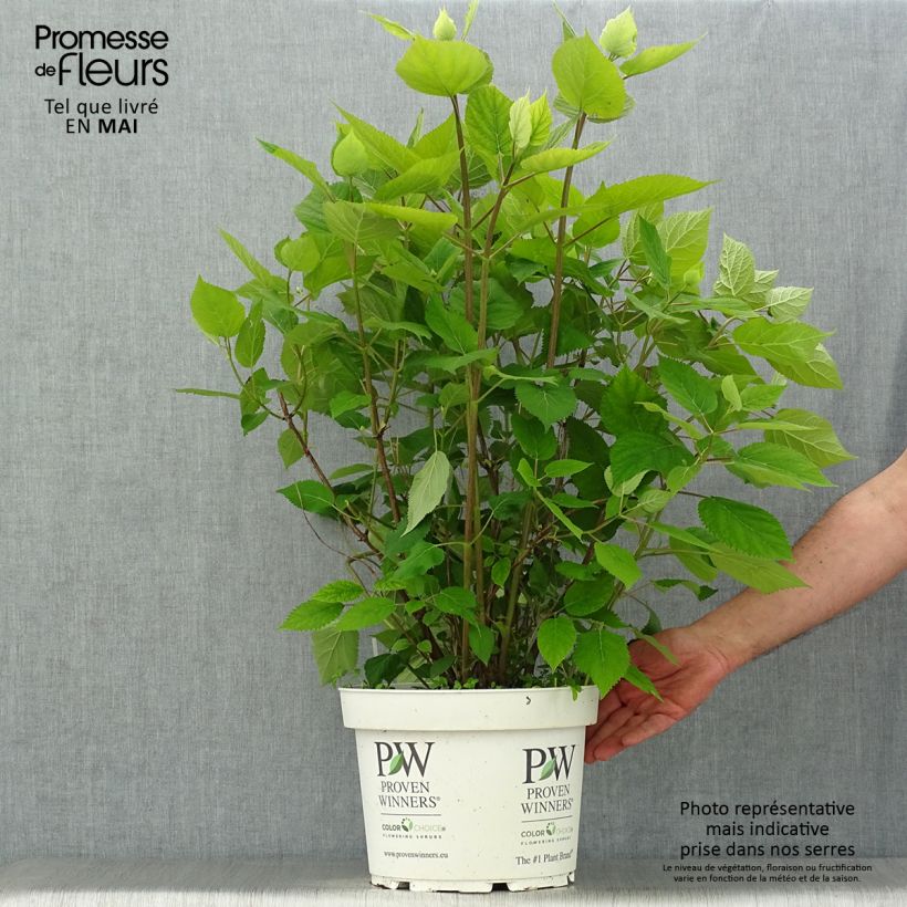 Amostra de Hortênsia arborescens Lime Rickey Vaso de 7,5 L/10 L tal como entregue na primavera