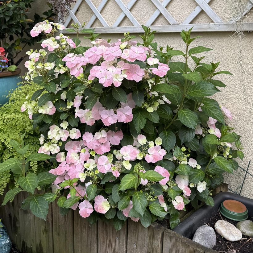 Hortênsia French Bolero (Hábito)