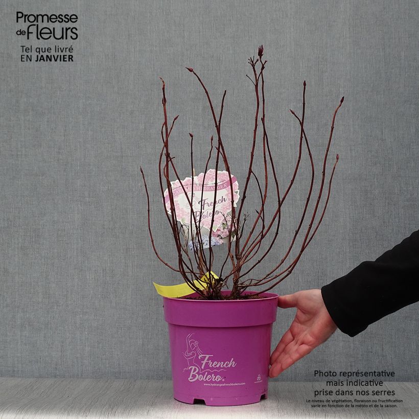 Amostra de Hortensia - Hydrangea French Bolero Vaso de 6 L/7 L tal como entregue no inverno