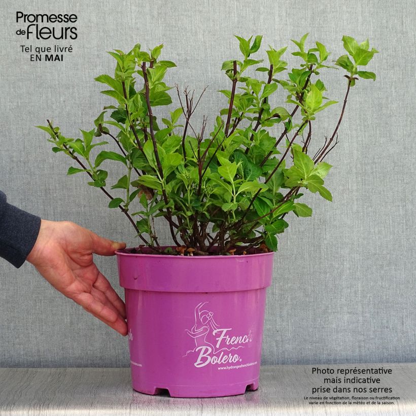 Amostra de Hortênsia French Bolero Vaso de 6 L/7 L tal como entregue na primavera