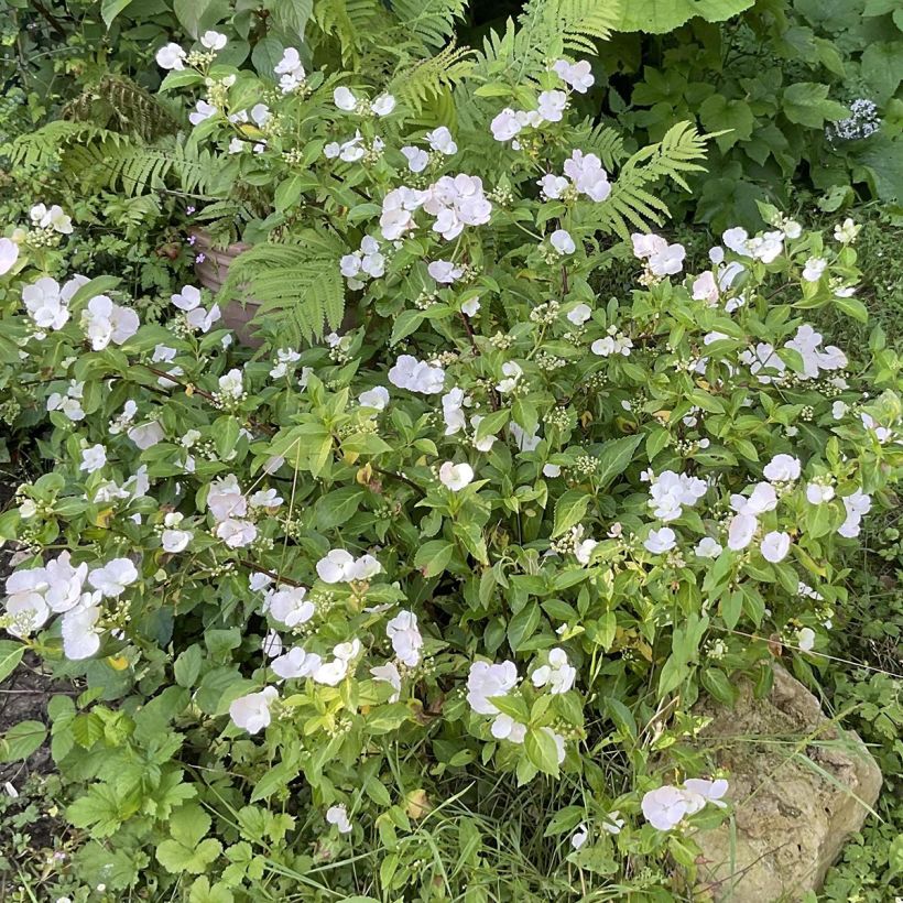 Hortênsia Runaway Bride (Hábito)