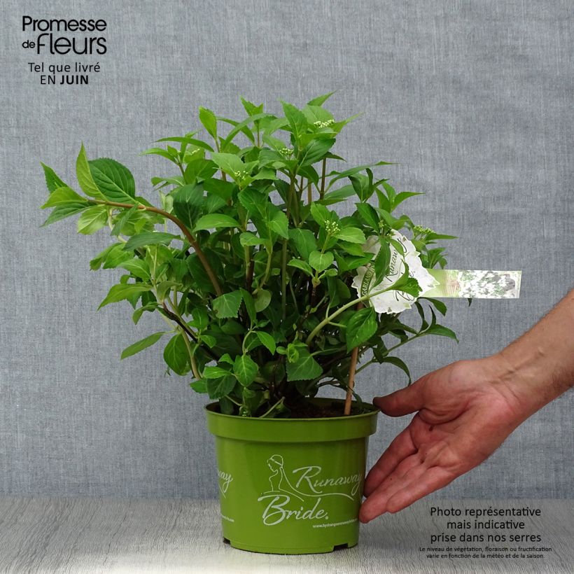 Amostra de Hortênsia Runaway Bride Vaso de 1,5 L/2 L tal como entregue no verão