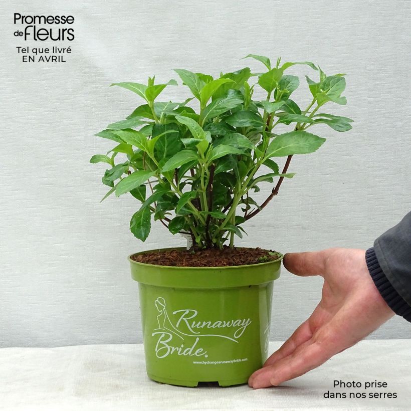 Amostra de Hortênsia Runaway Bride Vaso de 1,5 L/2 L tal como entregue na primavera