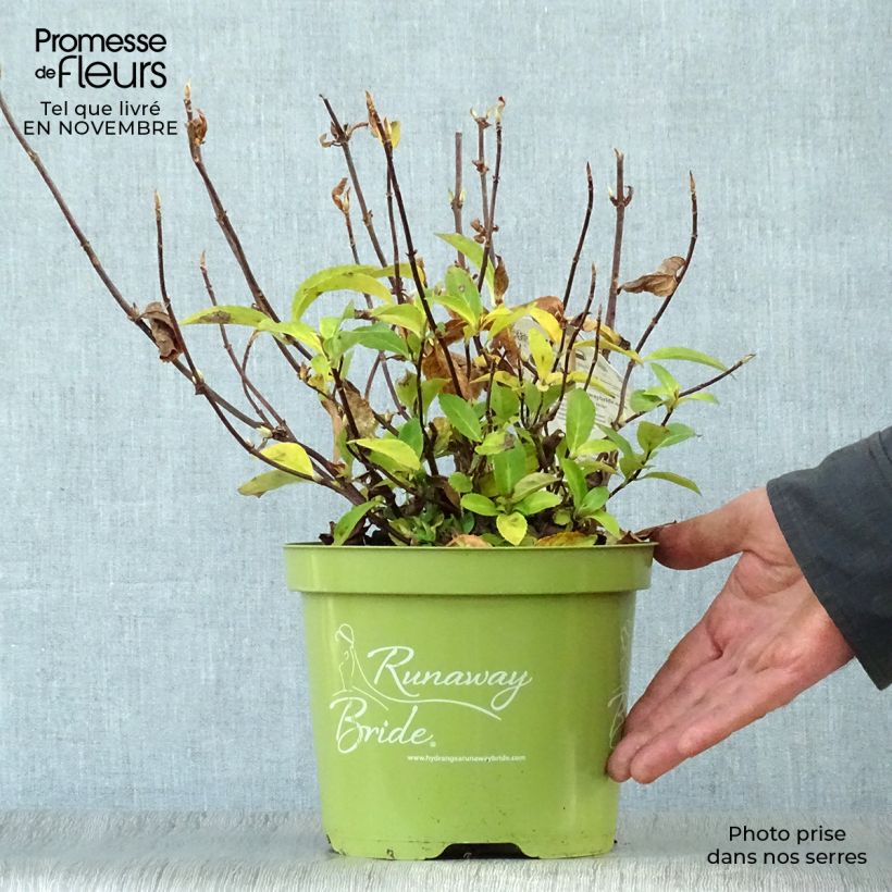 Amostra de Hortênsia Runaway Bride Vaso de 3 L/4 L tal como entregue no outono