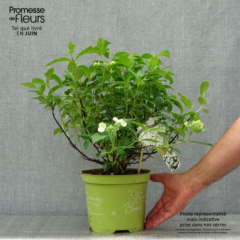 Amostra de Hortênsia Runaway Bride Vaso de 3 L/4 L tal como entregue no verão