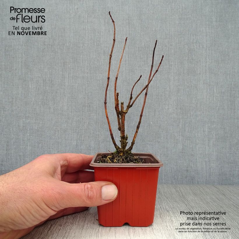 Amostra de Hortênsia arborescens Annabelle Vaso de 8/9 cm tal como entregue no outono