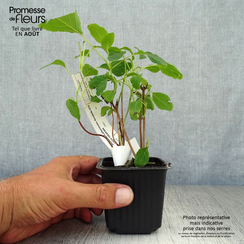 Amostra de Hortênsia arborescens Annabelle Vaso de 8/9 cm tal como entregue no verão