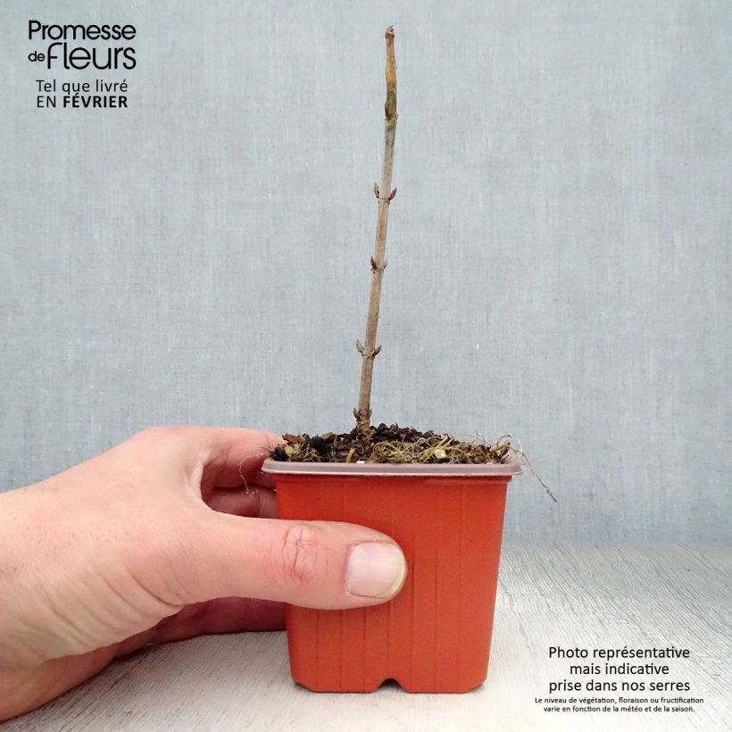 Amostra de Hortênsia arborescens Annabelle Vaso de 8/9 cm tal como entregue no inverno