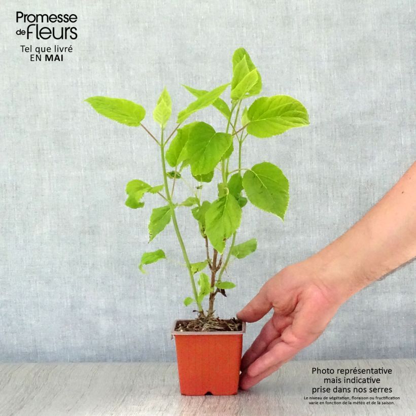 Amostra de Hortênsia arborescens Annabelle Vaso de 8/9 cm tal como entregue na primavera