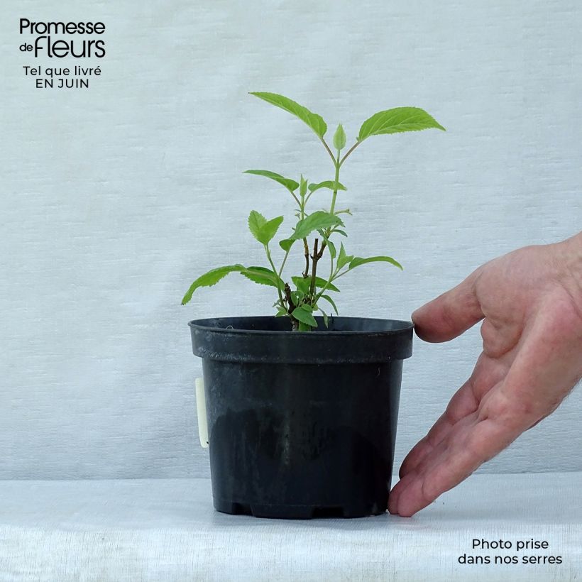 Amostra de Hortênsia arborescens Annabelle Vaso de 12 cm/13 cm tal como entregue no verão