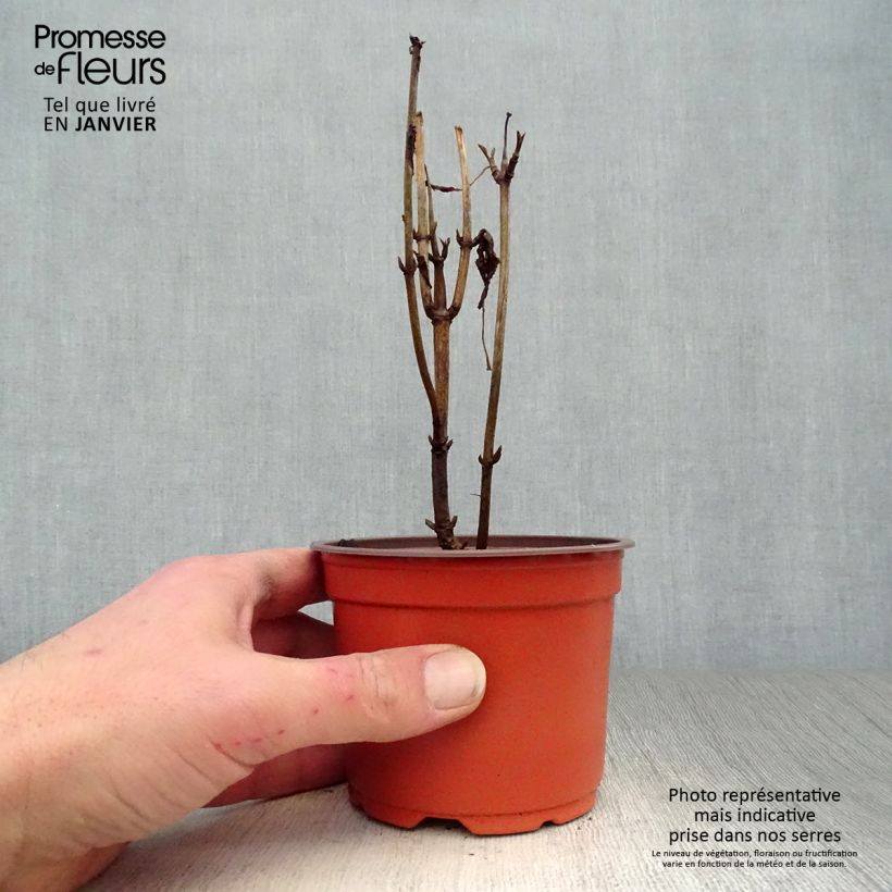 Amostra de Hortênsia arborescens Annabelle Vaso de 12 cm/13 cm tal como entregue no inverno