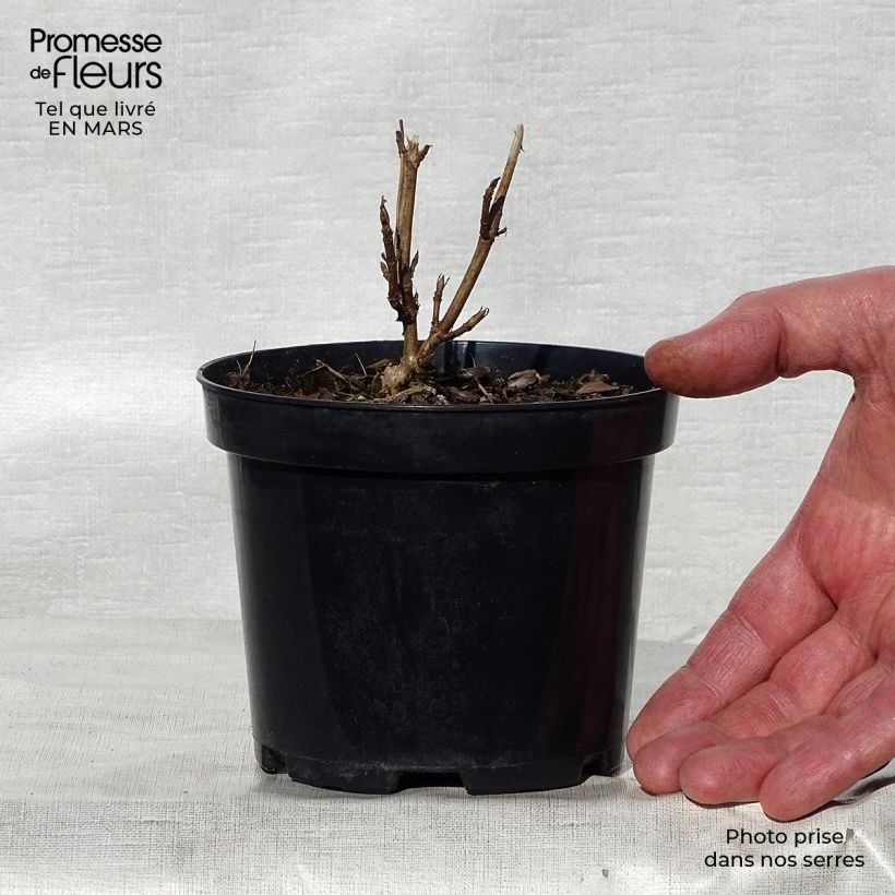 Amostra de Hortênsia arborescens Annabelle Vaso de 12 cm/13 cm tal como entregue na primavera