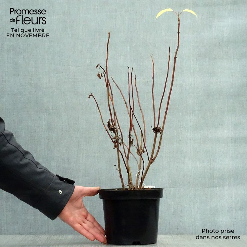 Amostra de Hortênsia arborescens Annabelle Vaso de 3 L/4 L tal como entregue no outono