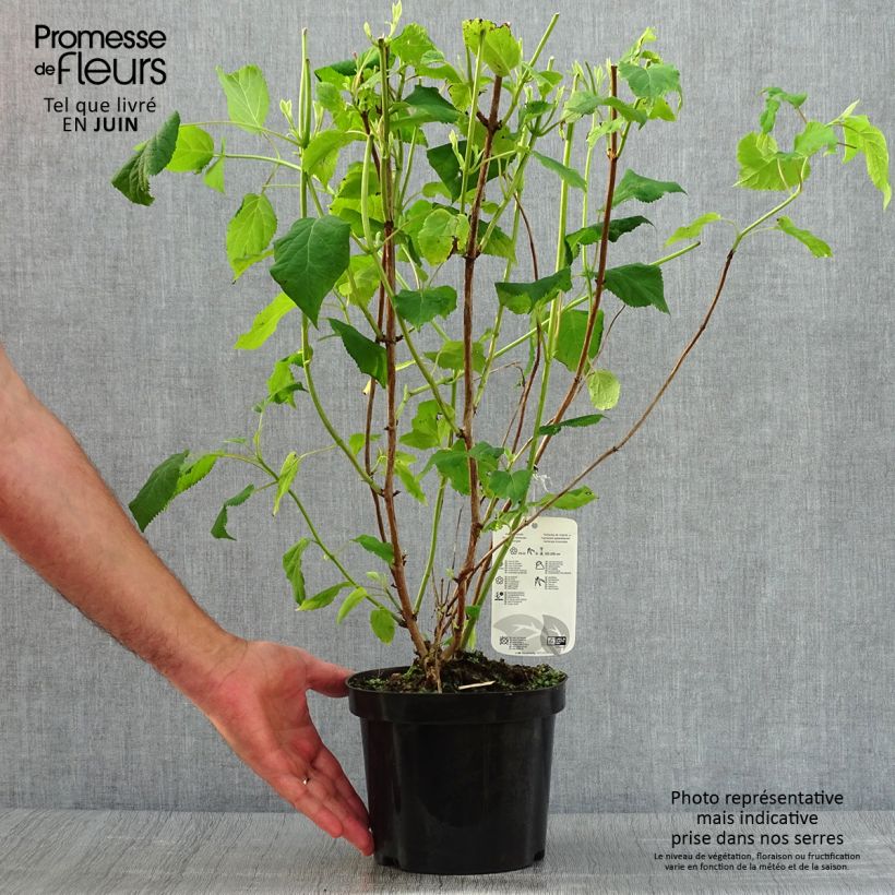 Amostra de Hortênsia arborescens Annabelle Vaso de 3 L/4 L tal como entregue no verão