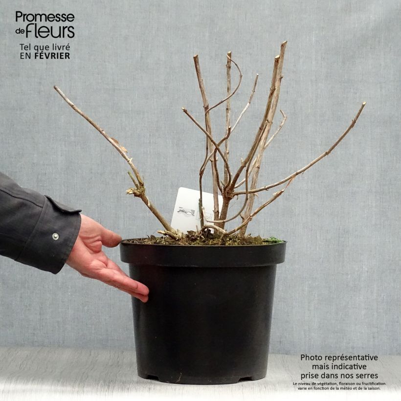 Amostra de Hortênsia arborescens Annabelle Vaso de 7,5 L/10 L tal como entregue no inverno