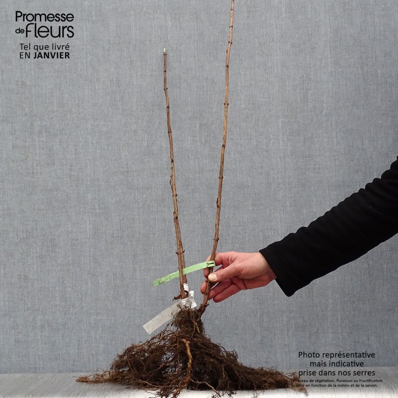 Amostra de Hortênsia arborescens Annabelle Raízes nuas tal como entregue no inverno