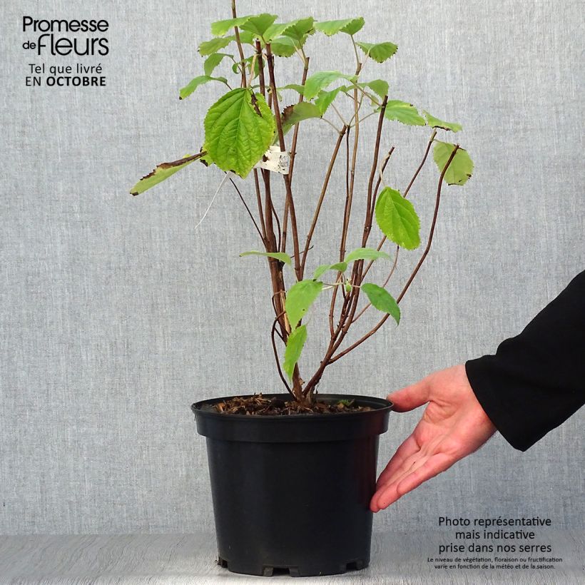 Amostra de Hortênsia arborescens Candybelle® Bubblegum Vaso de 3 L/4 L tal como entregue no outono