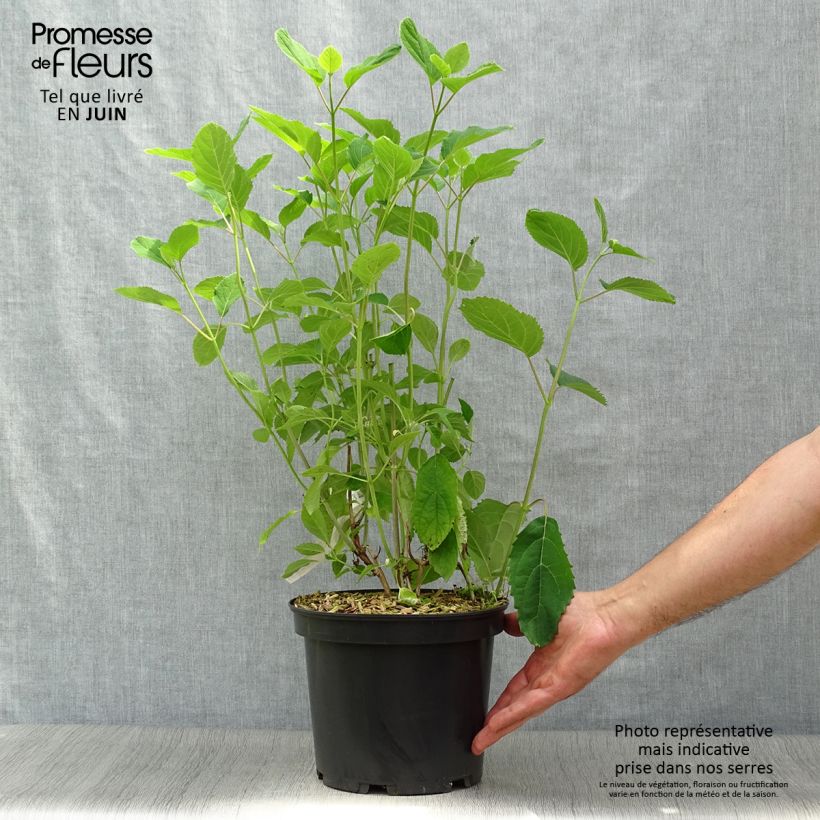Amostra de Hortênsia arborescens Candybelle® Bubblegum Vaso de 3 L/4 L tal como entregue no verão