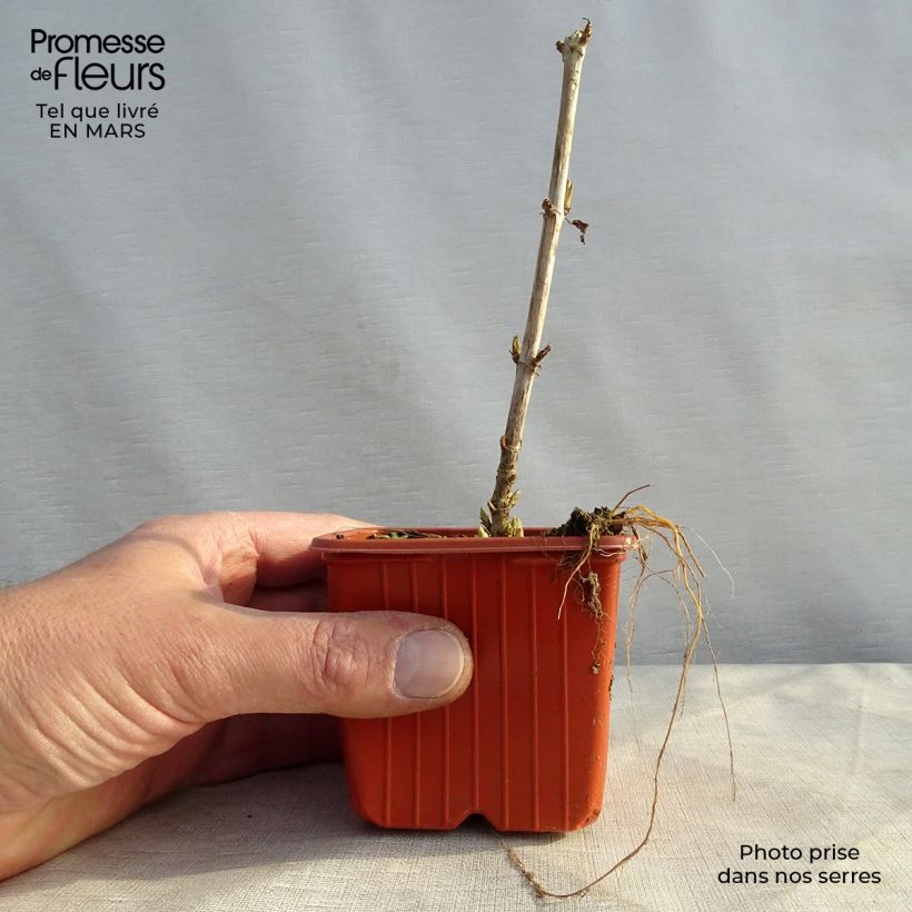 Amostra de Hortensia arborescens Golden Annabelle Vaso de 8/9 cm tal como entregue na primavera