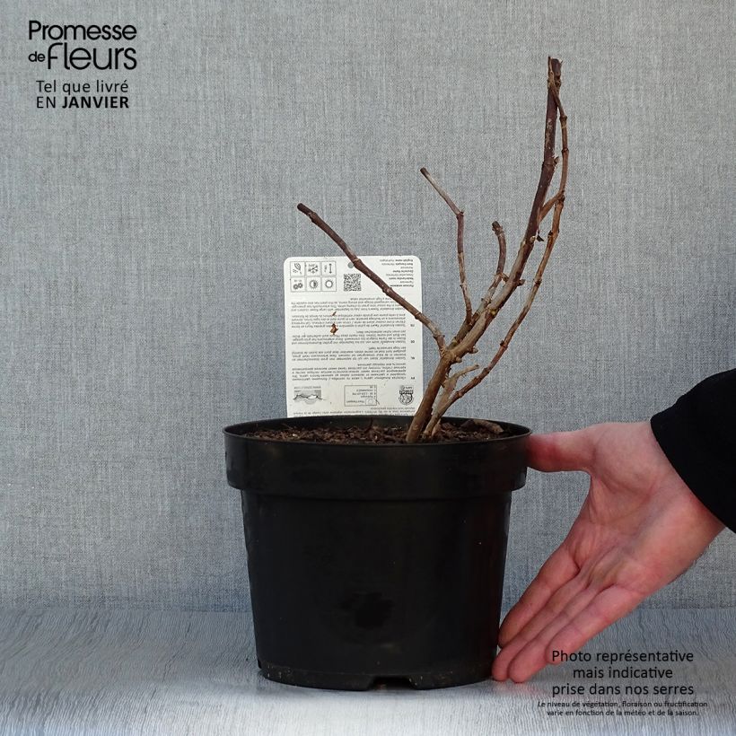 Amostra de Hortensia arborescens Golden Annabelle Vaso de 3 L/4 L tal como entregue no inverno