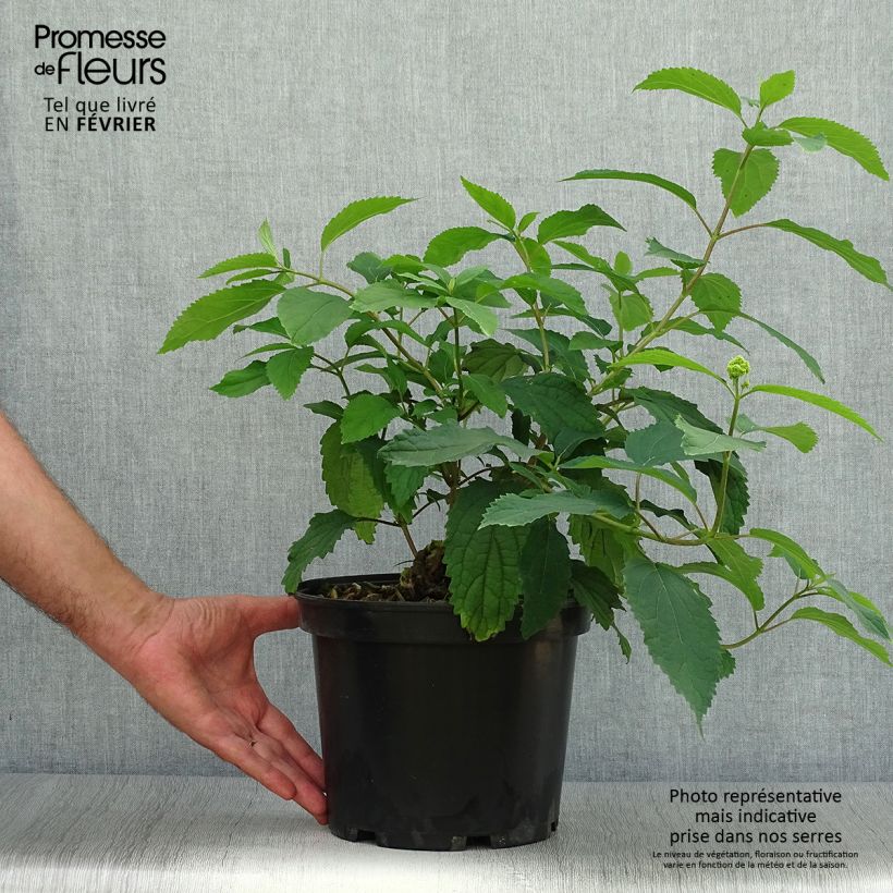 Amostra de Hortensia arborescens Hayes Starbust Vaso de 3 L/4 L tal como entregue no outono