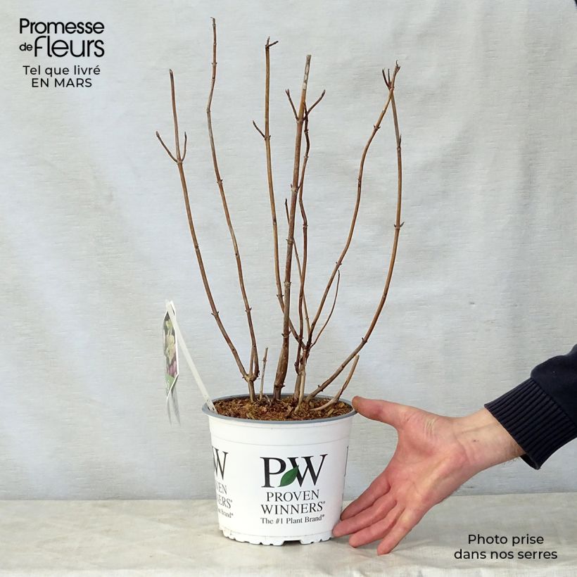 Amostra de Hortênsia arborescens Lime Rickey Vaso de 2 L/3 L tal como entregue na primavera