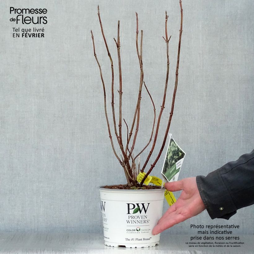 Amostra de Hortensia arborescens Lime Rickey Vaso de 2 L/3 L tal como entregue no inverno