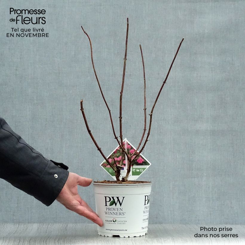 Amostra de Hortênsia arborescens Pink Annabelle (Invincibelle) Vaso de 2 L/3 L tal como entregue no outono