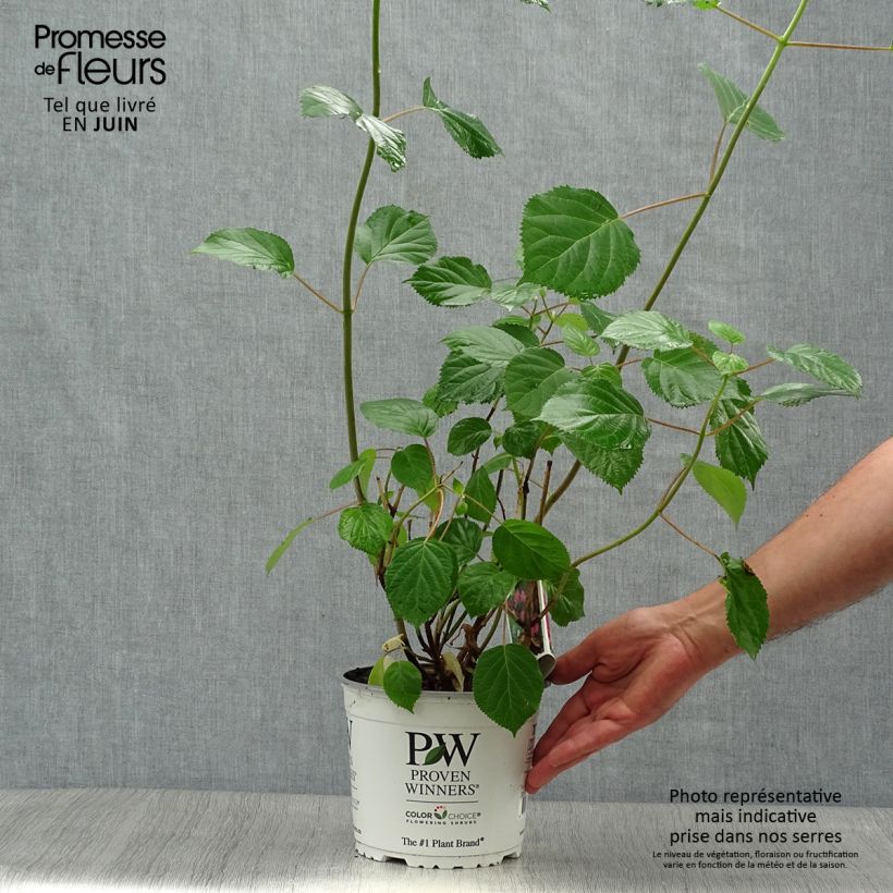 Amostra de Hortênsia arborescens Pink Annabelle (Invincibelle) Vaso de 2 L/3 L tal como entregue no verão