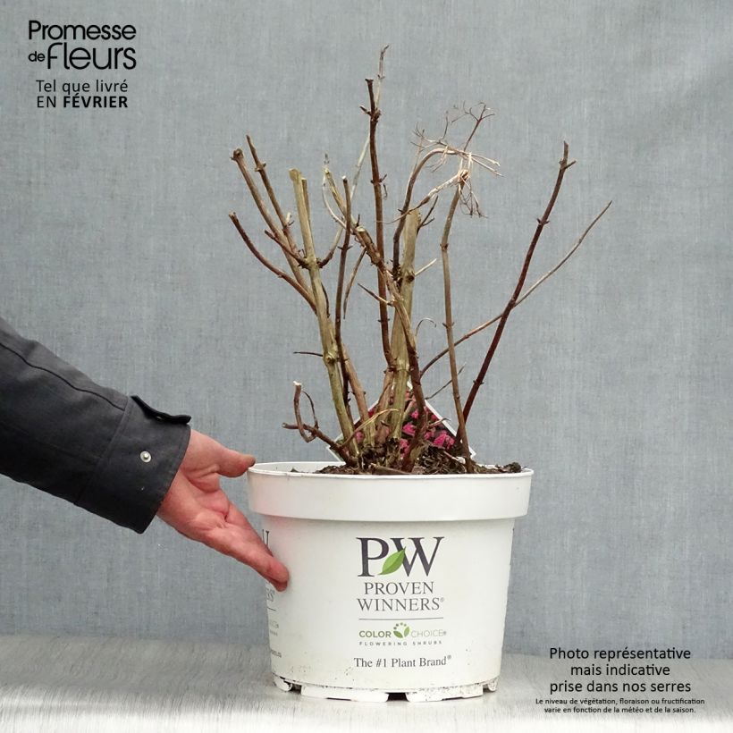 Amostra de Hortênsia arborescens Pink Annabelle (Invincibelle) Vaso de 7,5 L/10 L tal como entregue no inverno