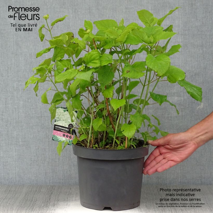Amostra de Hortênsia arborescens Pink Annabelle (Invincibelle) Vaso de 7,5 L/10 L, Arbusto tal como entregue na primavera