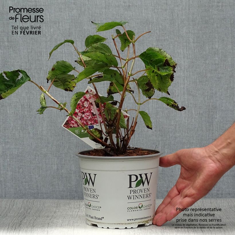 Amostra de Hortênsia arborescens Ruby Annabelle Vaso de 2 L/3 L, Arbusto tal como entregue no outono