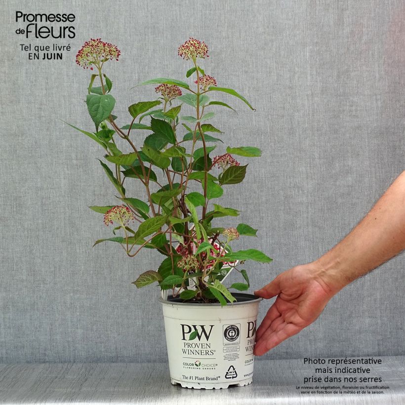Amostra de Hortênsia arborescens Ruby Annabelle Vaso de 2 L/3 L, Arbusto tal como entregue no verão