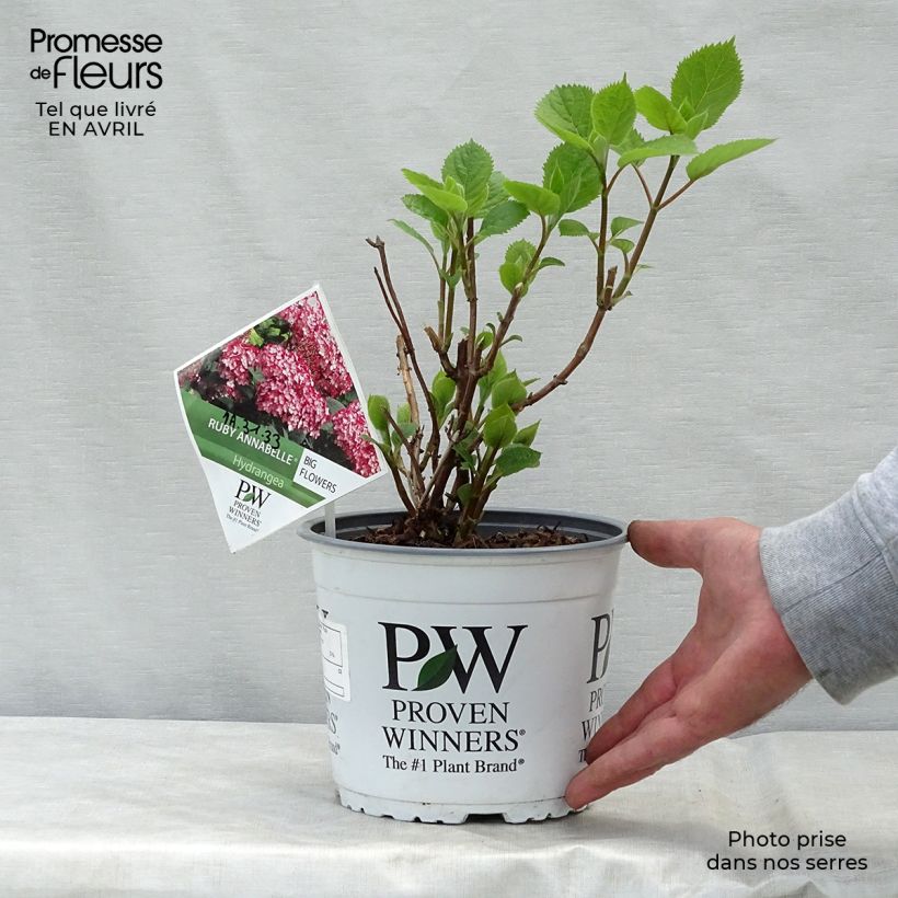 Amostra de Hortênsia arborescens Ruby Annabelle Vaso de 2 L/3 L, Arbusto tal como entregue na primavera