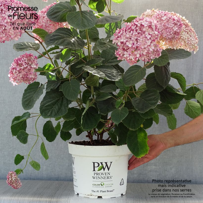 Amostra de Hortênsia arborescens Ruby Annabelle Vaso de 4 L/5 L tal como entregue no verão