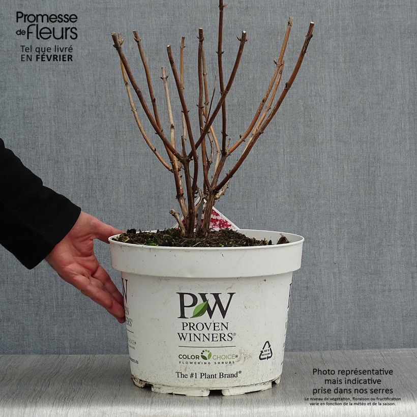 Amostra de Hortênsia arborescens Ruby Annabelle Vaso de 4 L/5 L tal como entregue no inverno